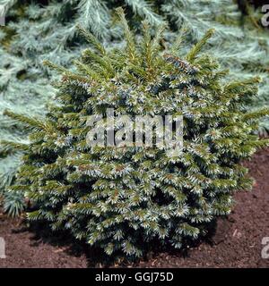 Picea omorika - `Pimoko'   CON016064 Stock Photo